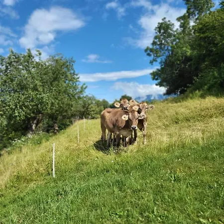 Luxusní stan Oddih Pr Toniqu *