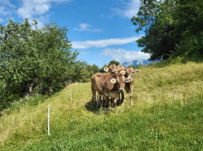 خيمة فخمة Oddih Pr Toniqu *